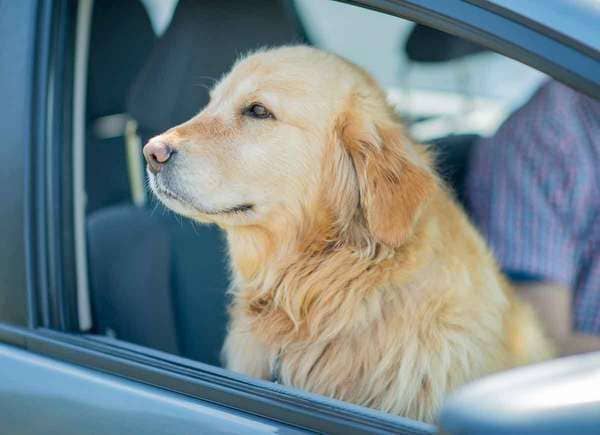 Can You Leave Pet Food in a Hot Car?