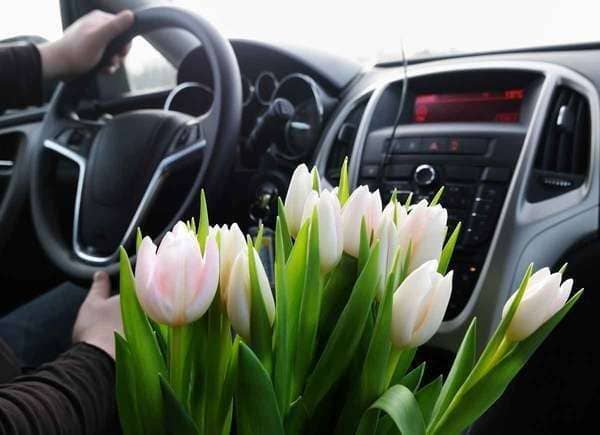 Can You Leave Plants in a Hot Car?